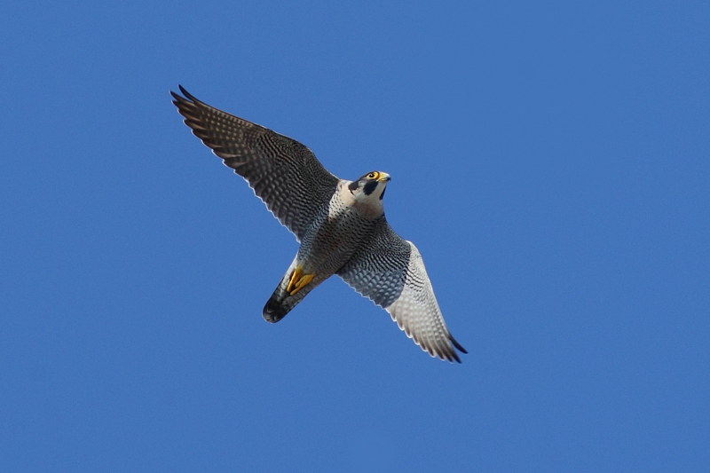 Halcon peregrino