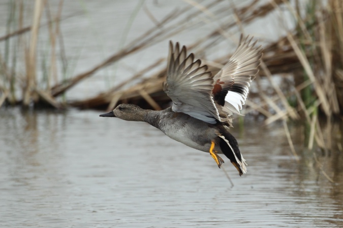 Anade friso (anas strepera)