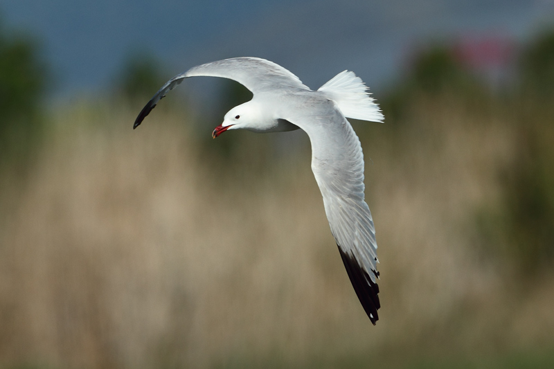 Gaviota de Audouin