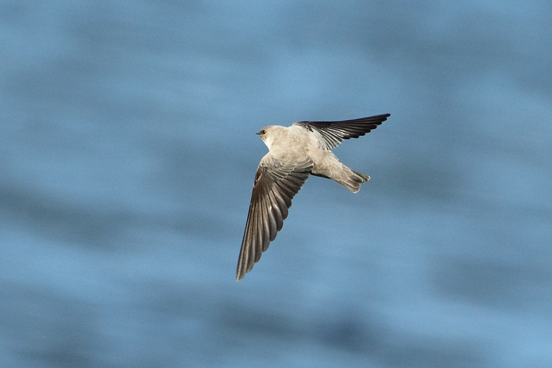 Avion roquero (Ptyonoprogne rupestris)