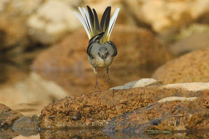 Lavandera cascadena