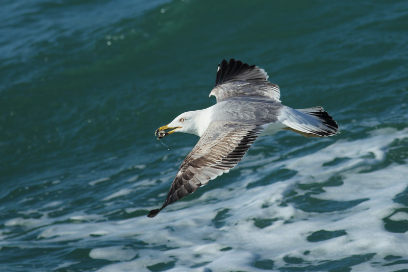 Gaviota patiamarilla