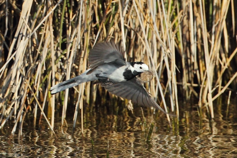 Lavandera blanca