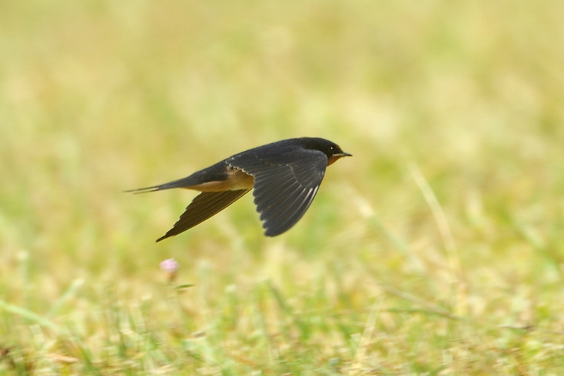 Golondrina comun