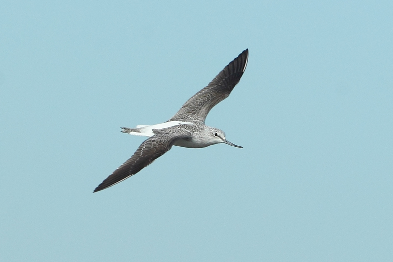 Archibebe claro (Tringa nebularia)