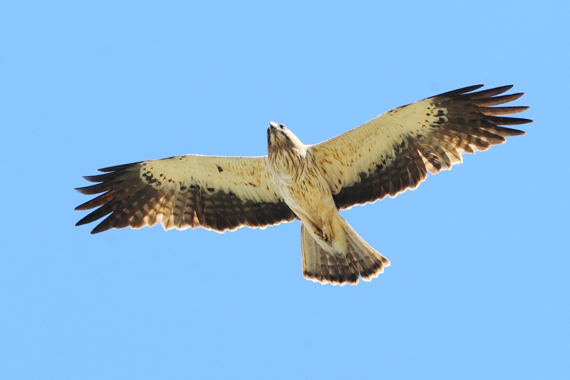 Aguila calzada