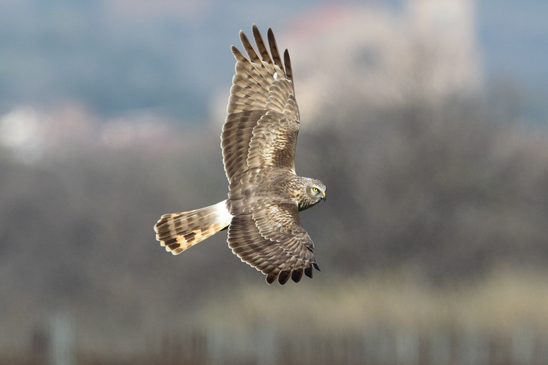 Aguilucho palido hembra  (Circus cyaneus)