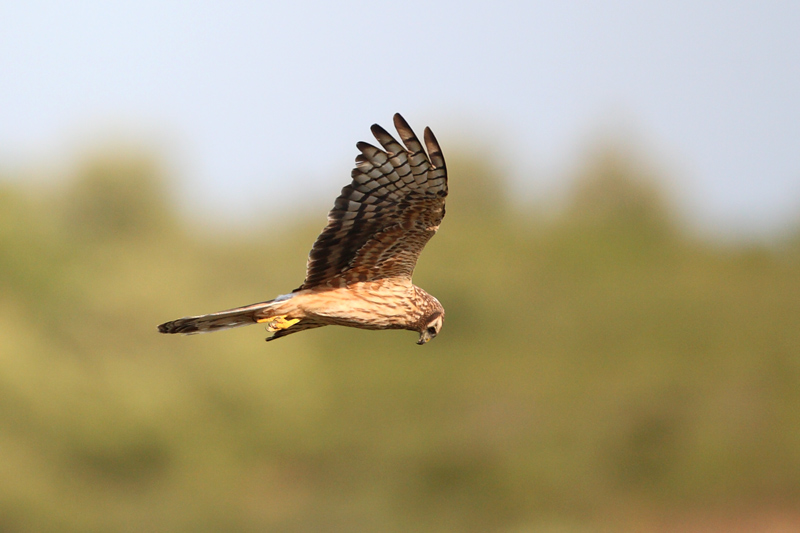 Aguilucho cenizo hembra  (Circus pygargus)