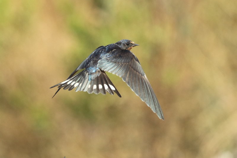 Golondrina común