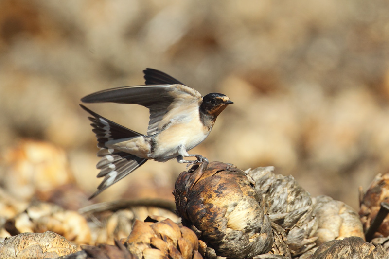 Golondrina comun