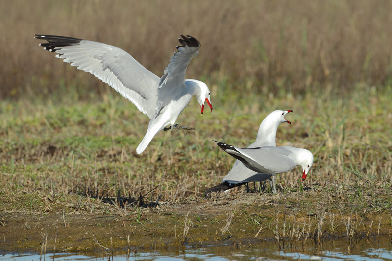 Gaviota de Audouin