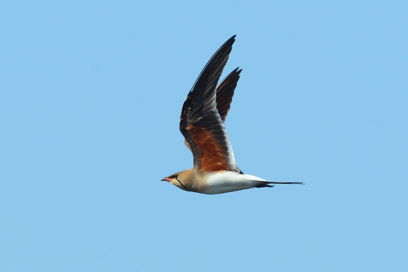 Canastera (Glareola pratincola)