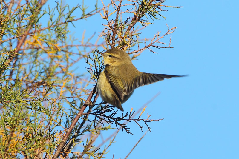 Mosquitero común