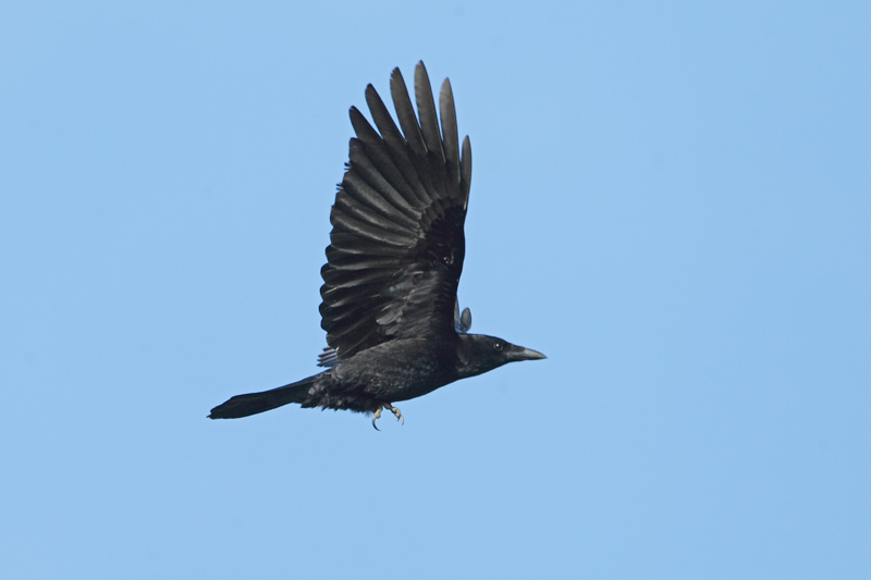 Corneja negra