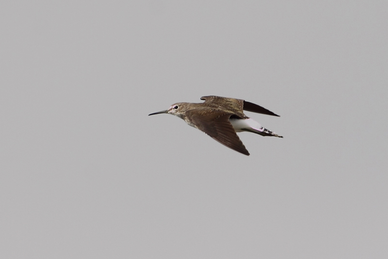 Andarrios grande (Tringa ochropus)