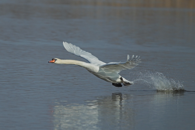 Cisne