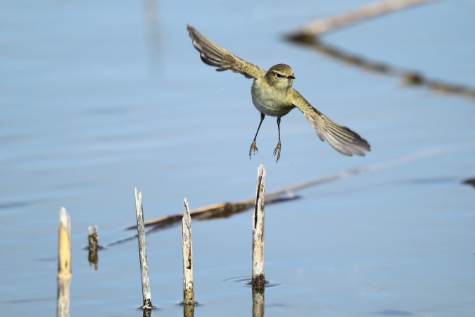 Mosquitero comun