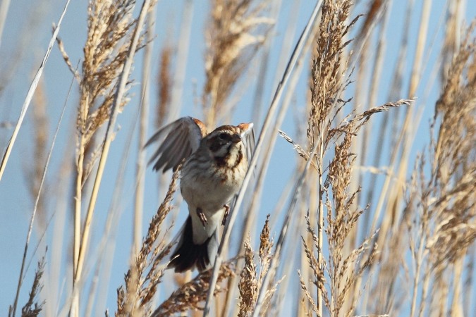 Escribano palustre (Emberiza schoeniclus)