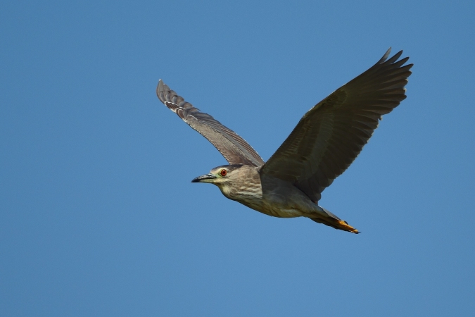 Martinete (Nycticorax nycticorax)