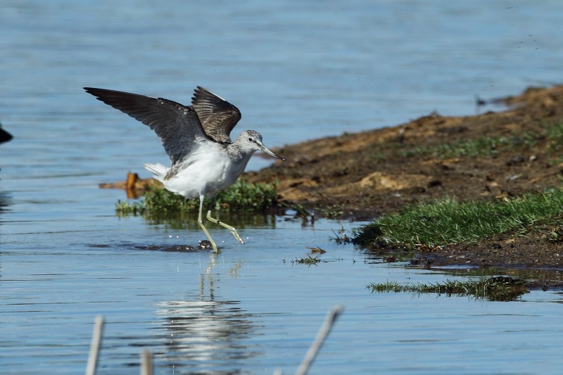 Archibebe claro (Tringa nebularia)