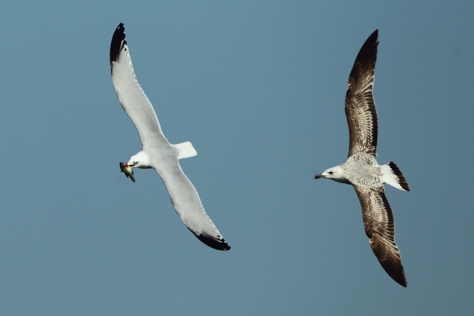 Gaviota de Audouin - Gaviota patiamarilla