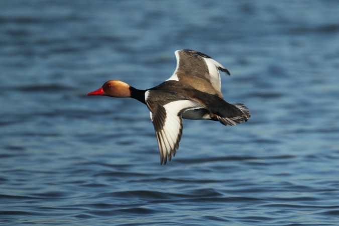 Pato colorado (Netta rufina)