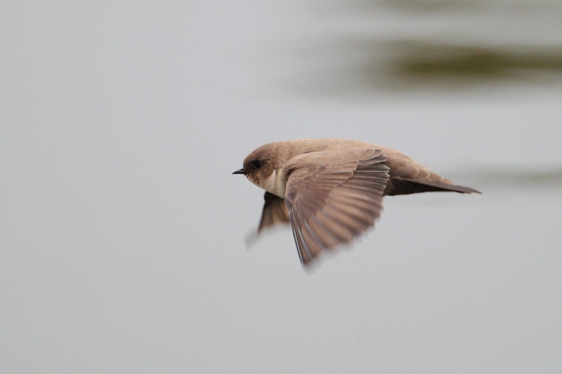 Avion roquero (Ptyonoprogne rupestris)