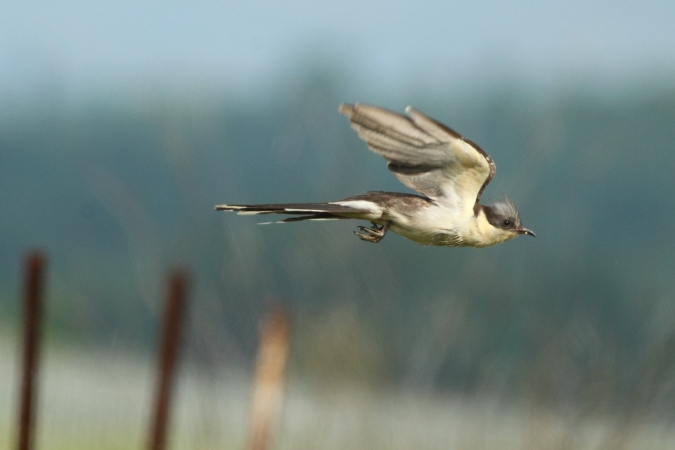 Críalo (Clamator glandarius)