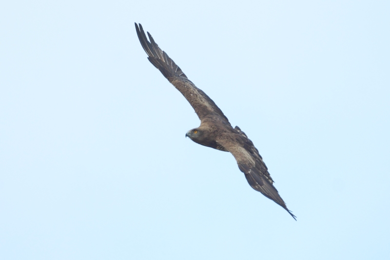 Aguila culebrera