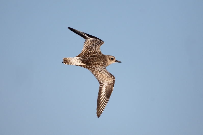 Chorlito gris (Pluvialis squatarola)