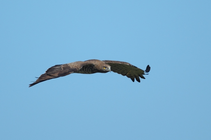 Aguila culebrera (Circaetus  gallicus)