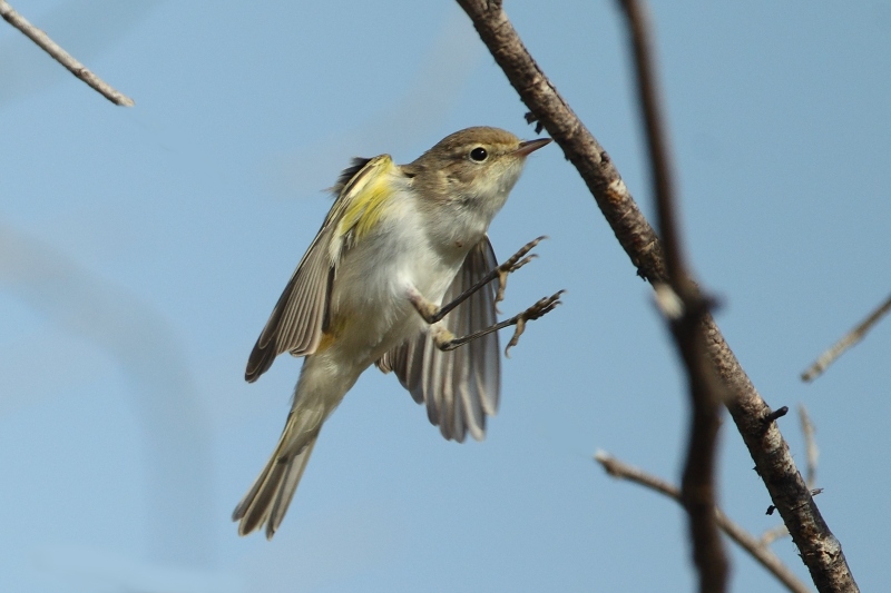 Mosquitero papialbo (Phylloscopus Bonelli)