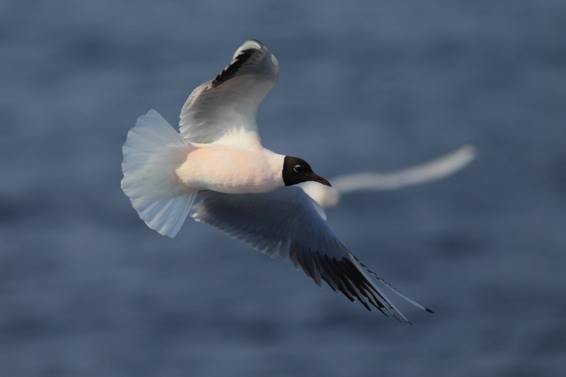 Gaviota reidora