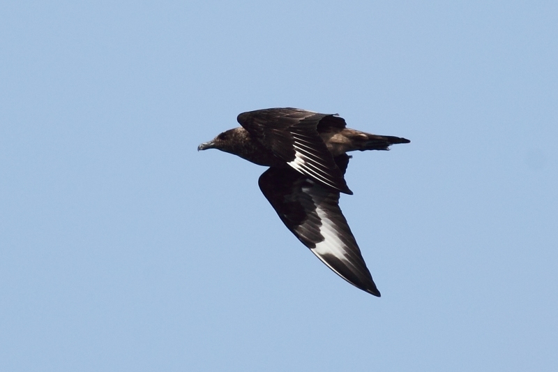 Pagalo grande (Catharacta skua)