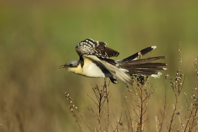 Crialo (Clamator glandarius)