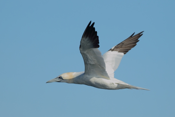 Alcatraz (Morus bassanus)