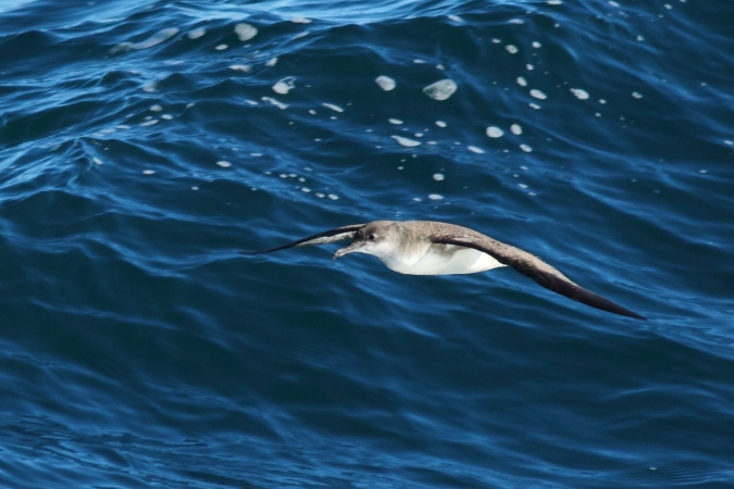 Pardela mediterránea (Puffinus yelkouan)