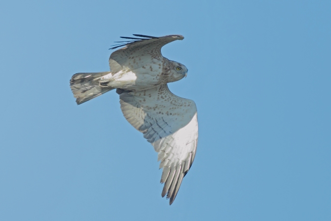 Aguila culebrera (circaetus gallicus)