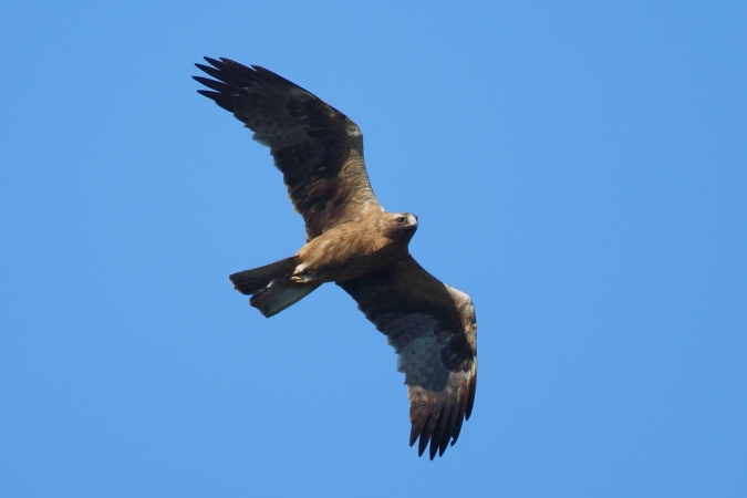 Aguila calzada