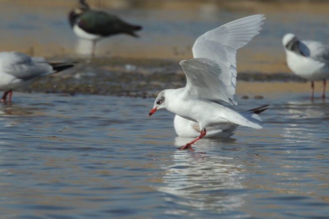 Gaviota cabecinegra