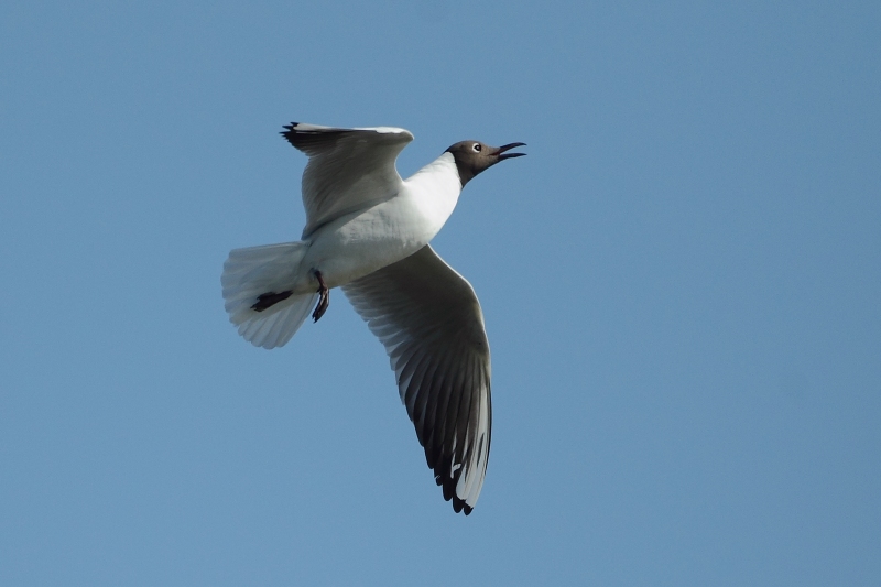 Gaviota reidora