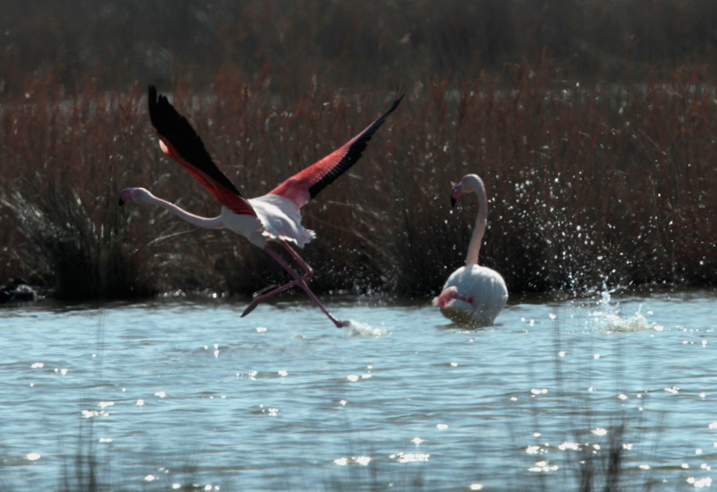 Flamenc rosat.