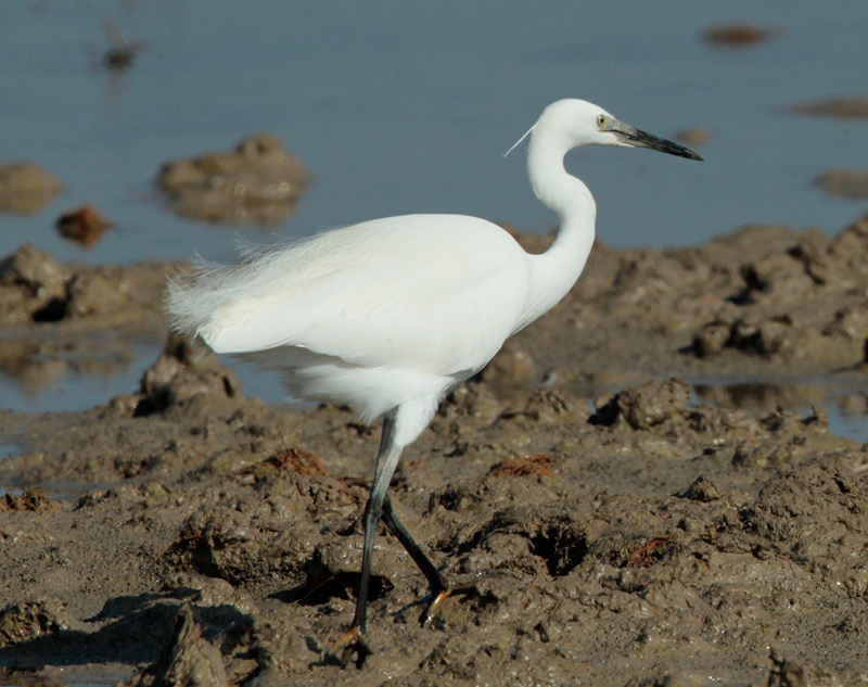 Martinet-blanc.