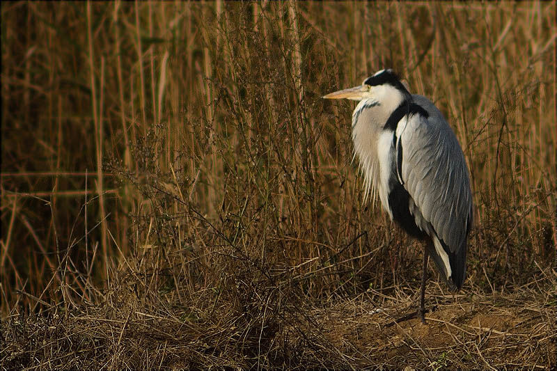 Bernat pescaire (Ardea cinerea)