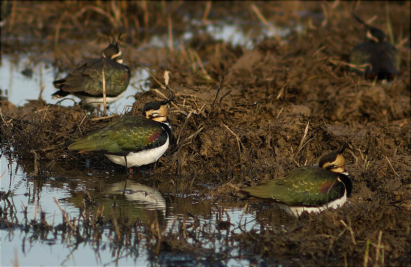 Fredeluga (Vanellus vanellus)