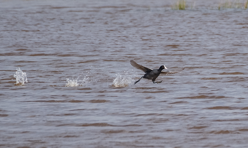 Fotja (Fulica atra)