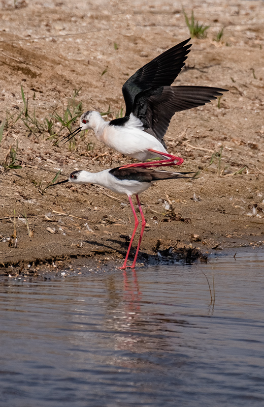 Cames llargues (Himantopus himantopus)