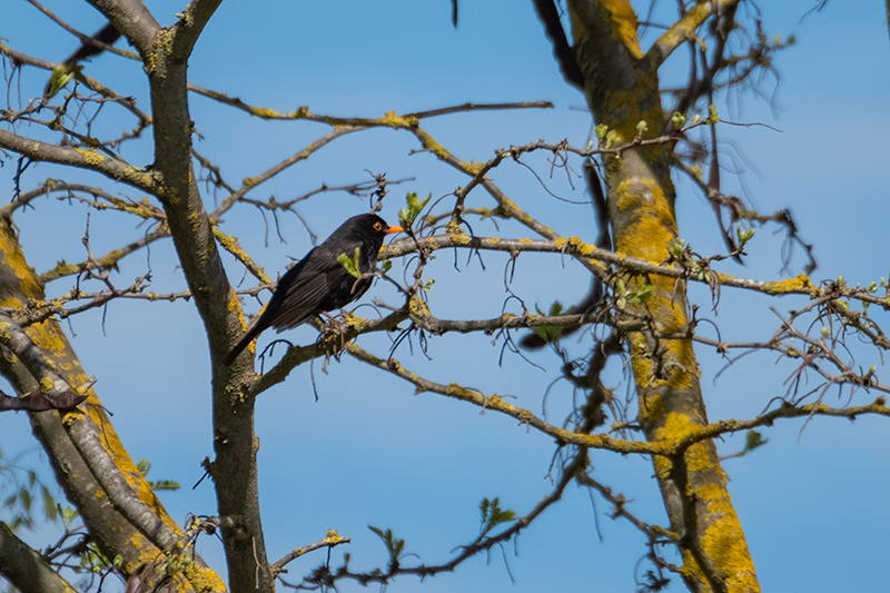 Merla comú (Turdus merula)