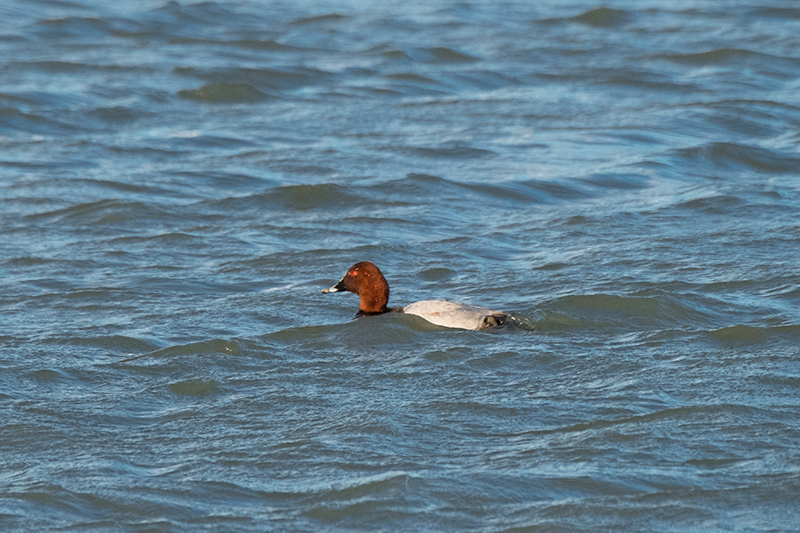 Morell de cap-roig (Aythya ferina)