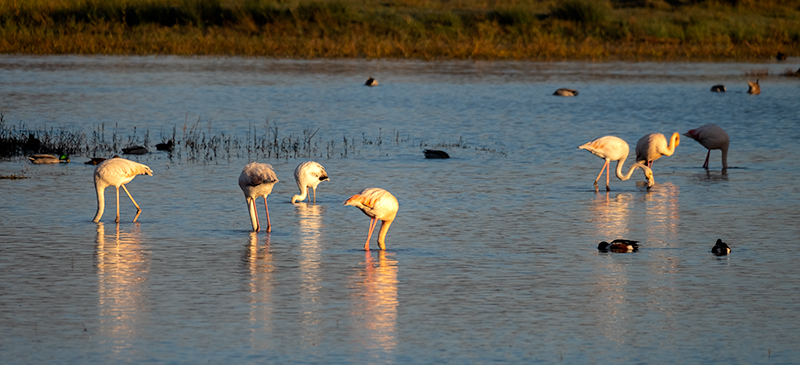 Flamenc (Phoenicopterus ruber)